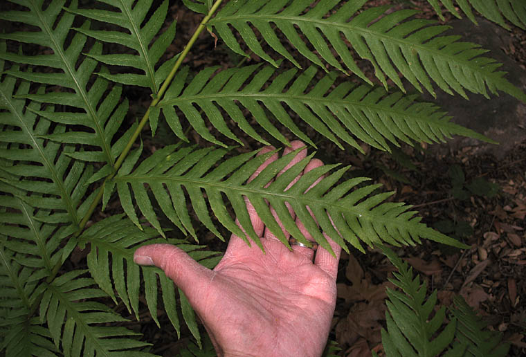 Detailed Picture 2 of Giant Chain Fern