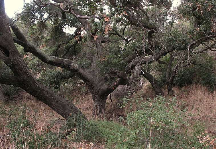 Detailed Picture 5 of Coast Live Oak