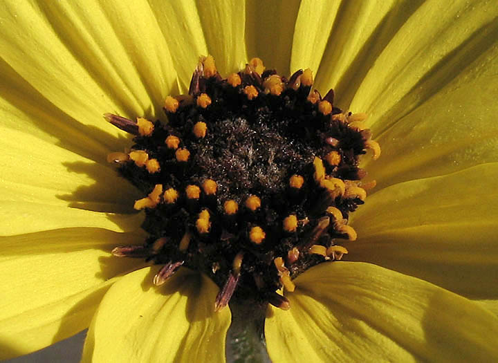 Detailed Picture 3 of Bush Sunflower