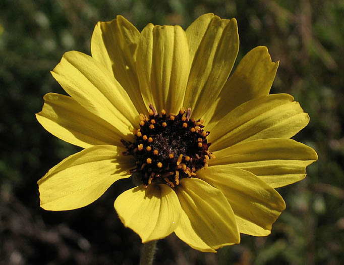 Detailed Picture 1 of Bush Sunflower