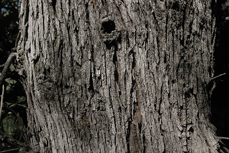 Detailed Picture 10 of Palmer's Oak