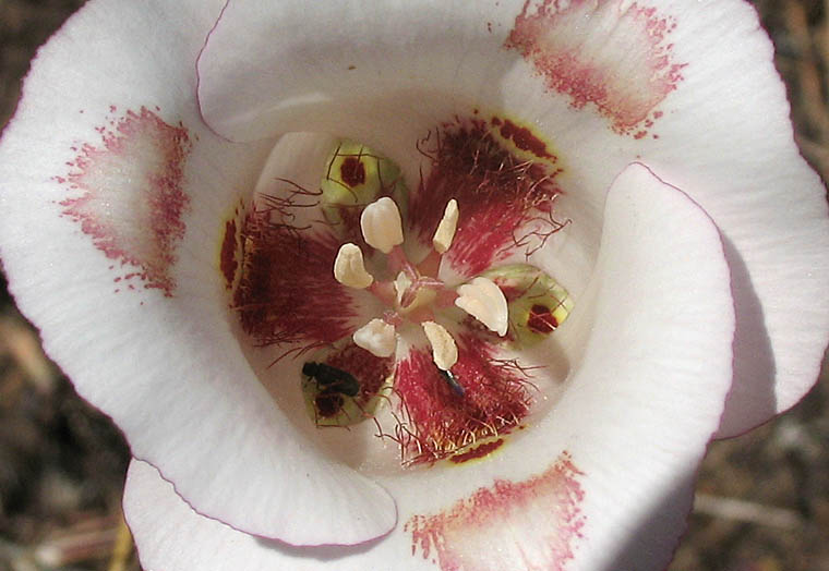 Detailed Picture 2 of Butterfly Mariposa Lily