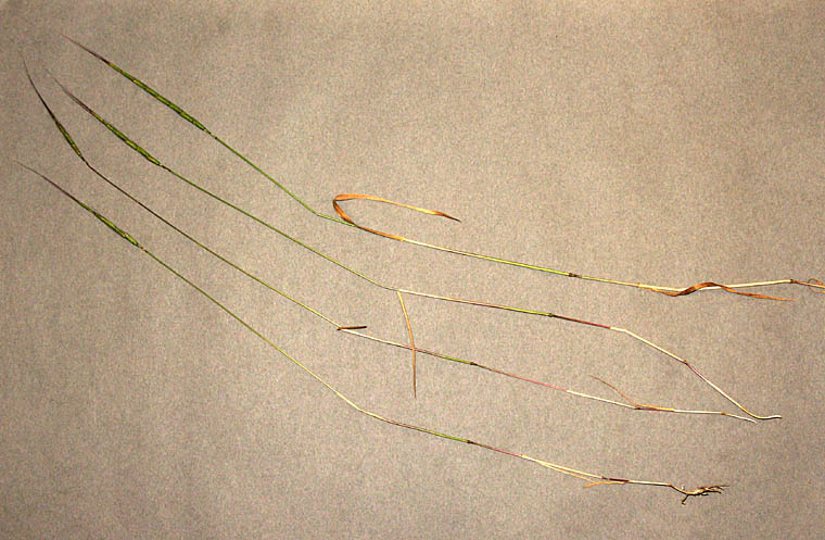 Detailed Picture 5 of Jointed Goatgrass