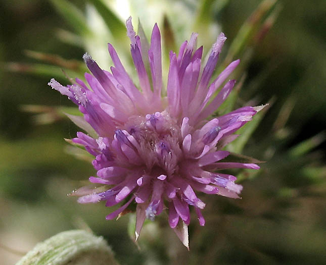 Detailed Picture 1 of Italian Thistle