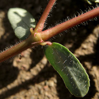 Detailed Picture 4 of Spotted Spurge