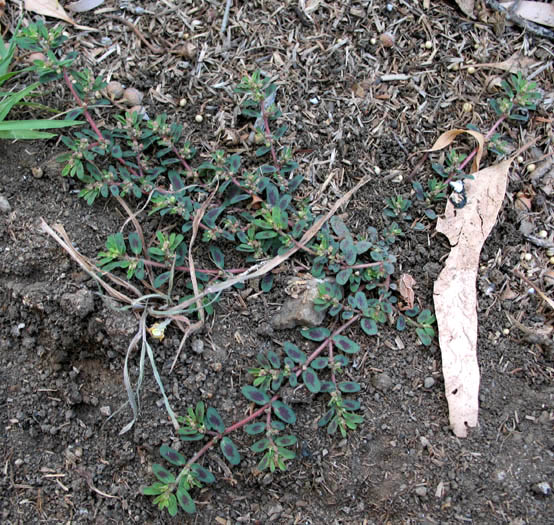 Detailed Picture 2 of Spotted Spurge