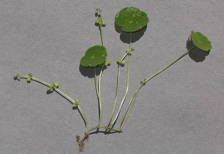 Detailed Picture 8 of Whorled Marsh Pennywort