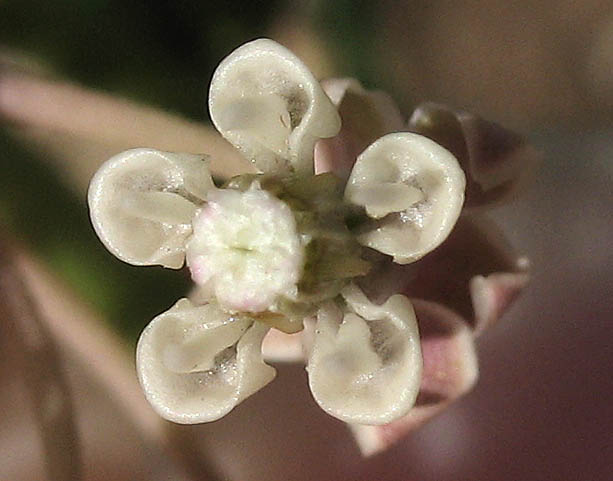 Detailed Picture 1 of Narrow-leaved Milkweed