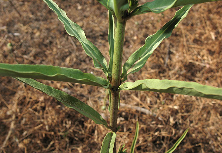 Detailed Picture 5 of Narrow-leaved Milkweed