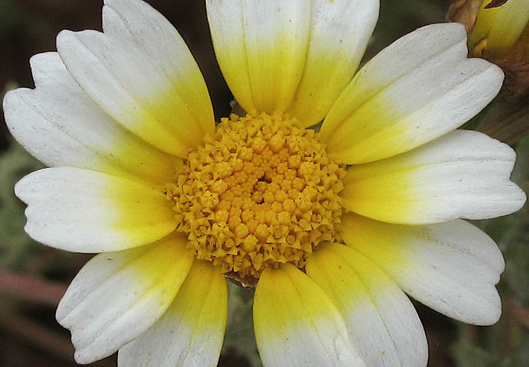 Detailed Picture 2 of Garland Chrysanthemum