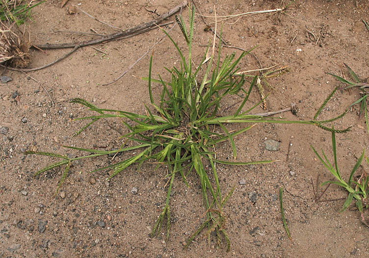 Detailed Picture 6 of India Goosegrass