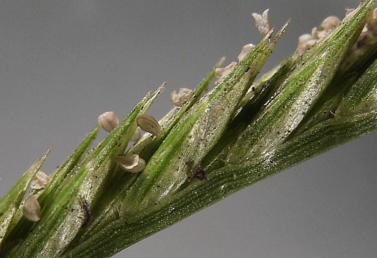 Detailed Picture 4 of India Goosegrass