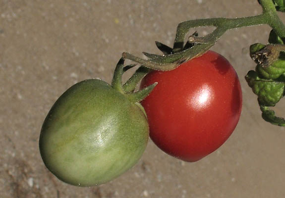 Detailed Picture 7 of Tomato