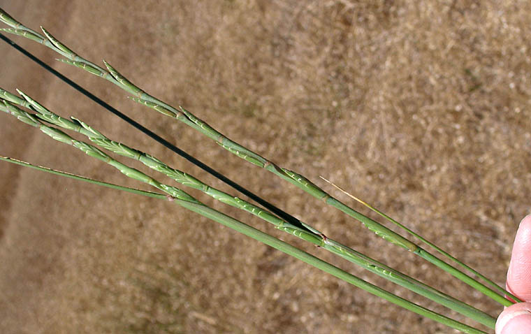 Detailed Picture 2 of Tall Wheat Grass
