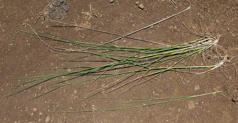 Detailed Picture 6 of Tall Wheat Grass
