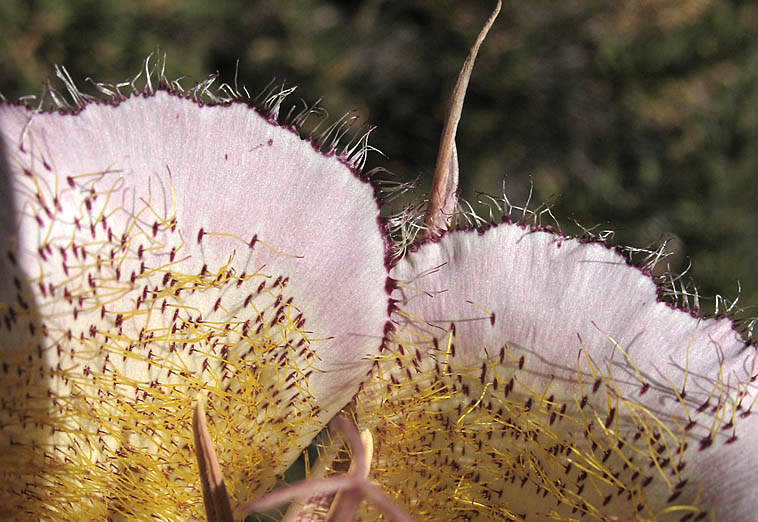 Detailed Picture 8 of Plummer's Mariposa Lily