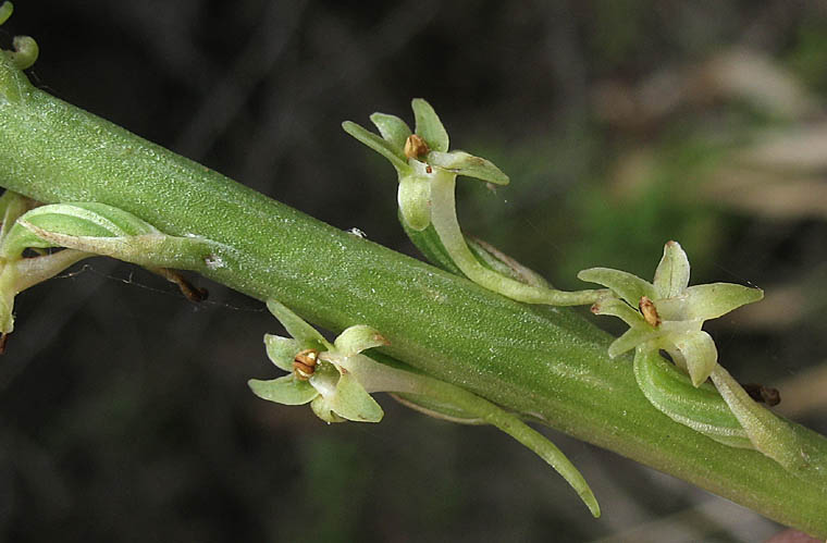 Detailed Picture 4 of Denseflower Rein Orchid
