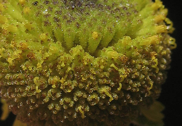 Detailed Picture 3 of Sneezeweed