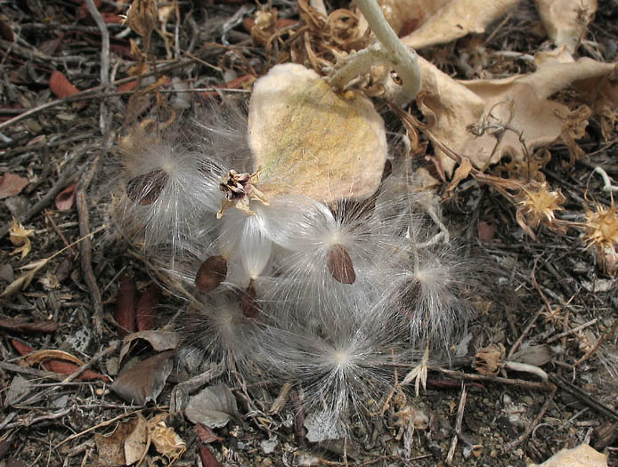 Detailed Picture 8 of California Milkweed