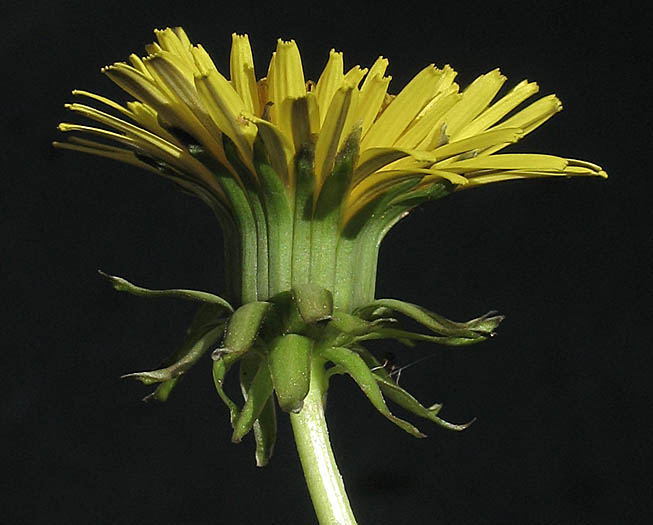 Detailed Picture 2 of Dandelion