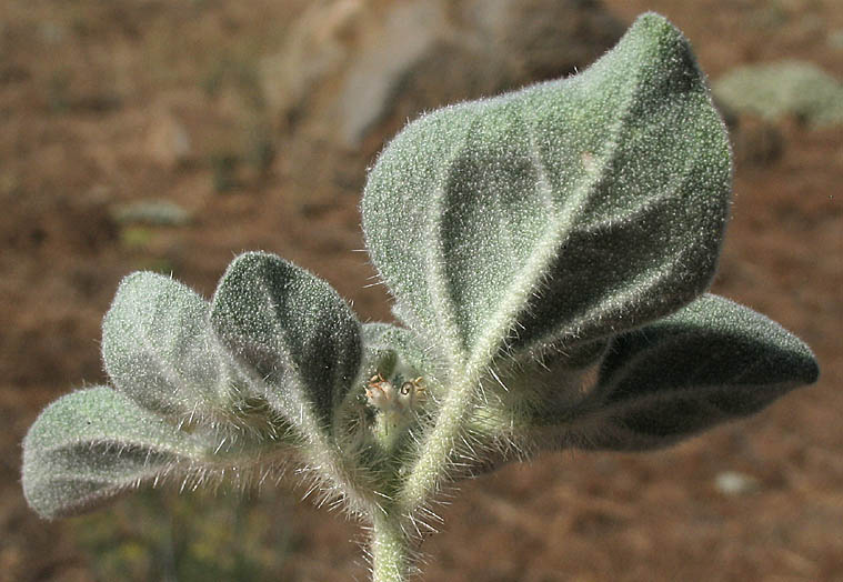 Detailed Picture 5 of Turkey Mullein