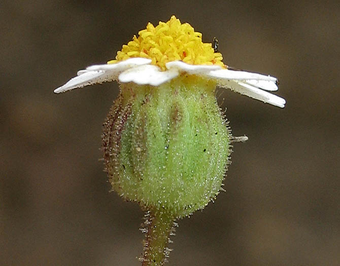 Detailed Picture 3 of Rock Daisy