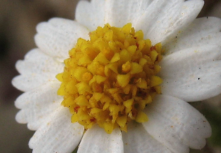 Detailed Picture 2 of Rock Daisy