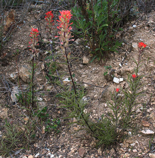 Detailed Picture 5 of Indian Paintbrush