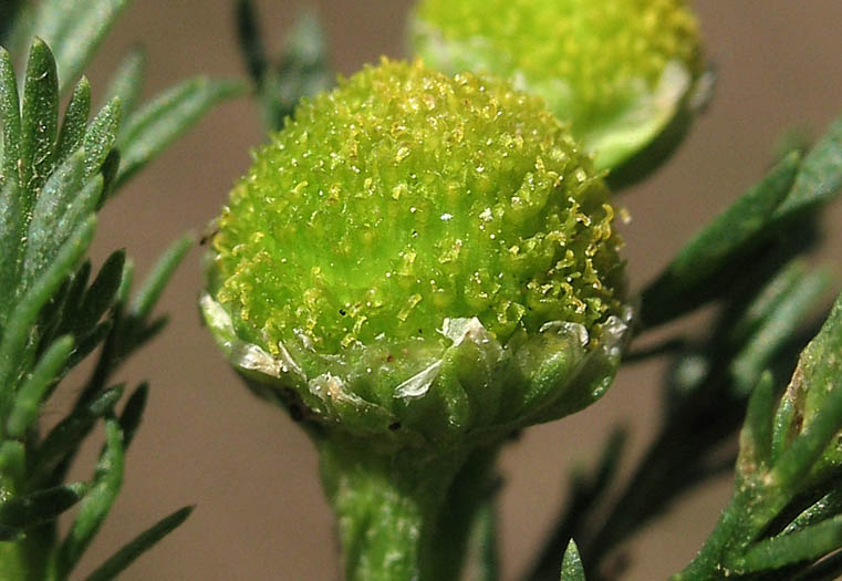 Detailed Picture 2 of Pineapple Weed