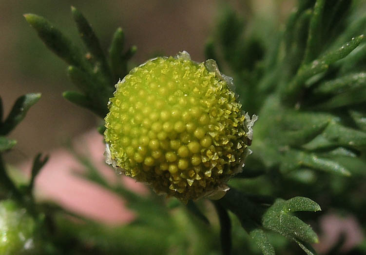 Detailed Picture 1 of Pineapple Weed