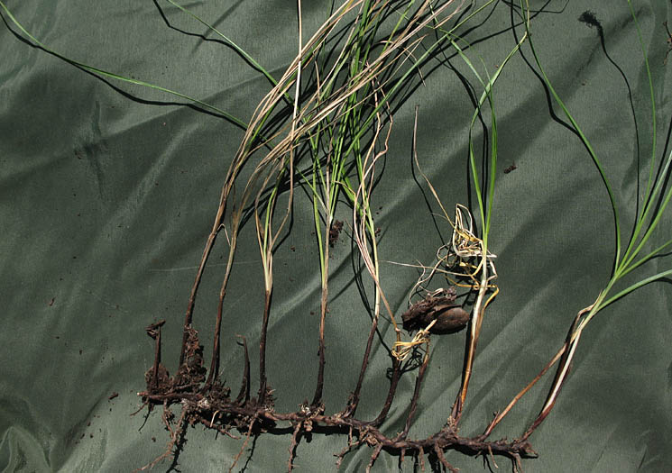 Detailed Picture 6 of Clustered Field Sedge