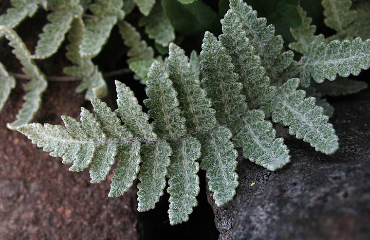 Detailed Picture 2 of Cotton Fern