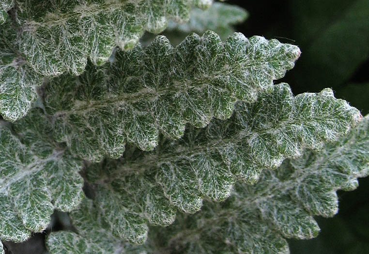 Detailed Picture 3 of Cotton Fern