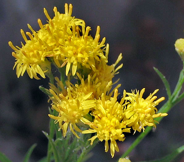 Detailed Picture 3 of Western Goldenrod