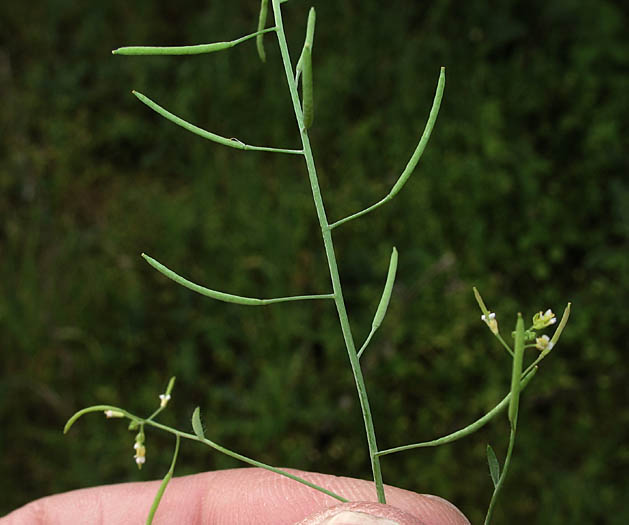 Detailed Picture 8 of Mouse-ear Cress