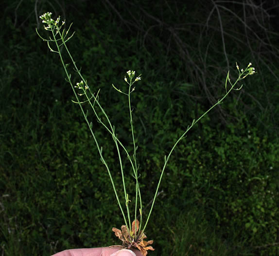Detailed Picture 4 of Mouse-ear Cress