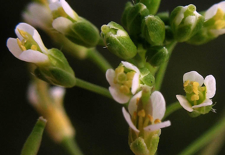Detailed Picture 1 of Mouse-ear Cress