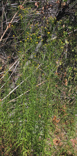 Detailed Picture 7 of Western Goldenrod