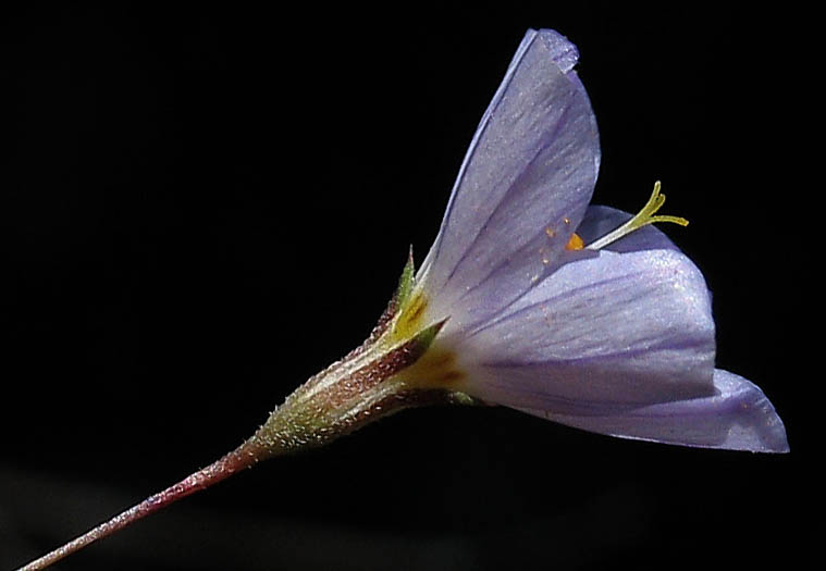 Detailed Picture 2 of Flax-flowered Linanthus