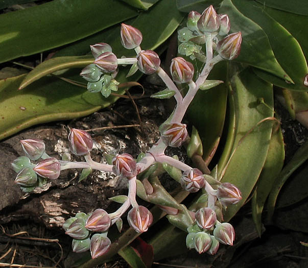Detailed Picture 5 of Palmer's Dudleya