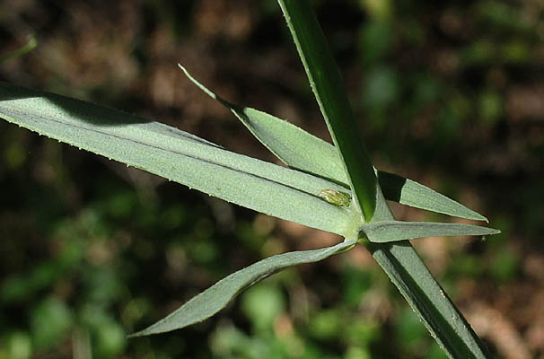 Detailed Picture 6 of Perennial Sweet Pea