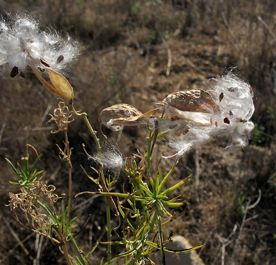 Detailed Picture 7 of Narrow-leaved Milkweed