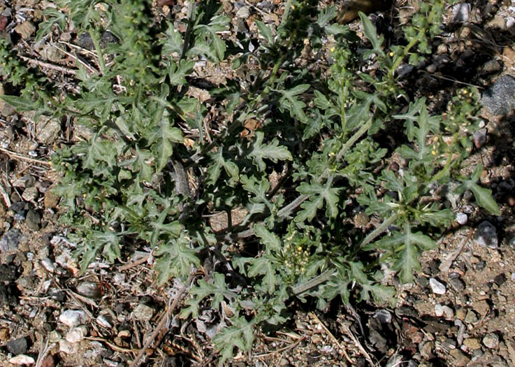 Detailed Picture 7 of Annual Bur-sage