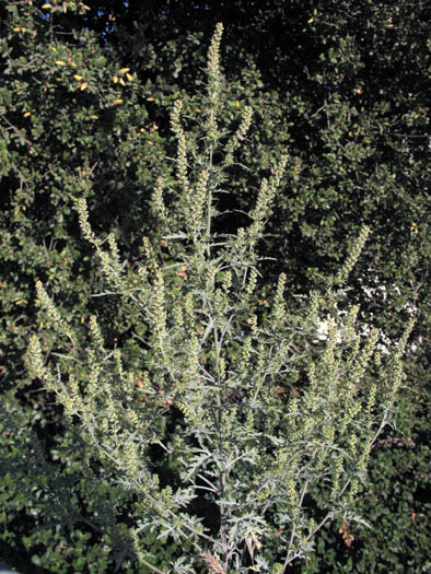Detailed Picture 6 of Annual Bur-sage