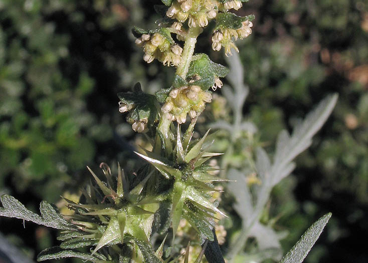 Detailed Picture 1 of Annual Bur-sage