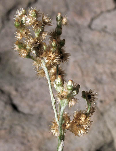 Detailed Picture 3 of Weedy Cudweed
