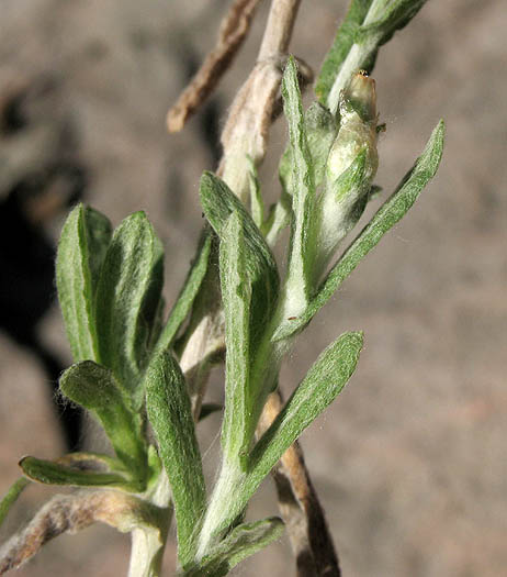Detailed Picture 4 of Weedy Cudweed