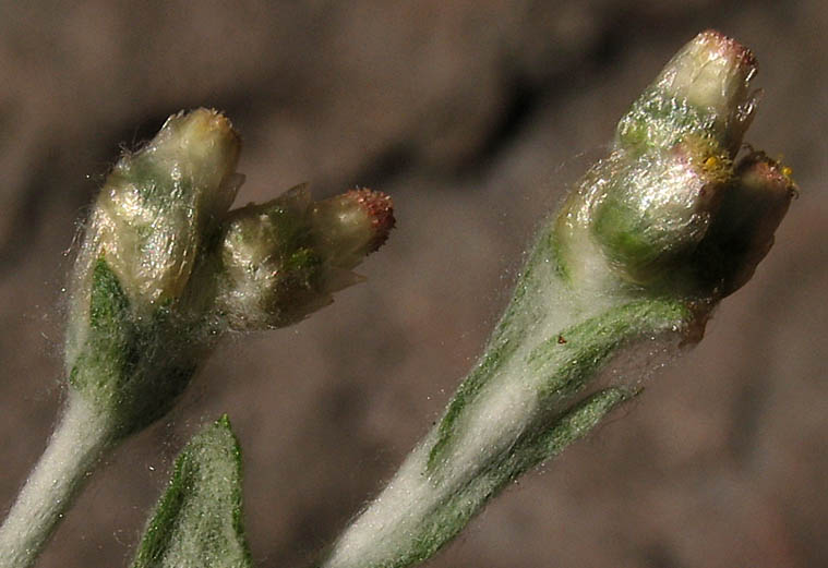 Detailed Picture 2 of Weedy Cudweed