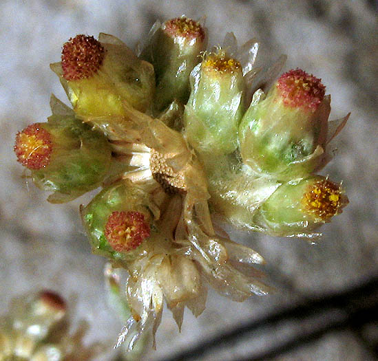Detailed Picture 1 of Weedy Cudweed