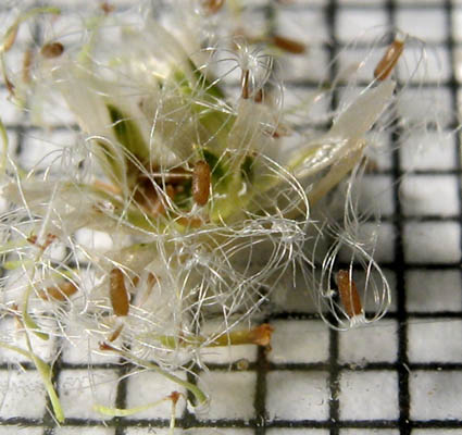 Detailed Picture 7 of Weedy Cudweed
